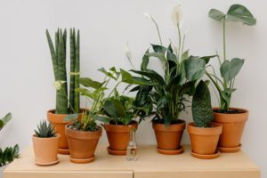 Air-Purifying Plants